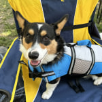 Eddie bauer snowfield performance jacket for dogs online