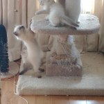 Purina beyond simply 9 ranch raised lamb online