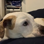 Royal canin clearance canine ultamino