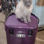 YETI Roadie® 60 Wheeled Cooler - Cosmic Lilac - Yahoo Shopping