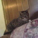 Sergeant's flea and tick collar sale for cats