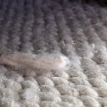 Lucas Oatmeal Sweater Wool Blend Area Rug