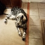 nutrisource performance