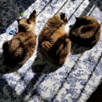 View Gallery Image #8