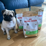 Royal canin pug puppy dry dog food on sale