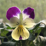 Johnny Jump Up Seeds (Viola tricolor) – Monticello Shop