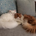 View Gallery Image #14