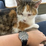 Fossil bq2501 cheap