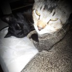 View Gallery Image #15