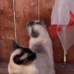 View Gallery Image #12