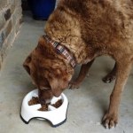 JW Pet Skid Stop Slow Feed Bowl – Furly's Pet Supply