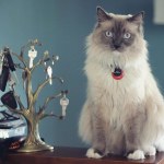 View Gallery Image #6