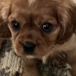 NutriSource Small Medium Breed Puppy Chicken Rice Dry Dog Food