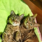 View Gallery Image #8