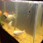 Wardley advanced nutrition fish food hotsell