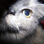 View Gallery Image #11