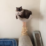 Dm savory selects cat food on sale
