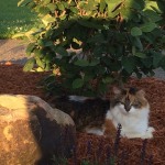 View Gallery Image #15