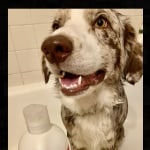 ZESTY PAWS Itch Soother Dog Conditioner with Oatmeal & Aloe Vera, for Skin  Moisture & Shiny Coats 