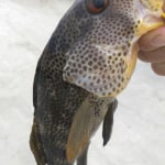 SHIMANO Corvalus CVL-400 Baitcasting Reel