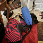 View Gallery Image #11