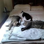 View Gallery Image #4