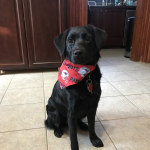 fromm salmon tunalini