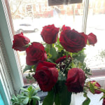 momo⭐︎ Rose Elegance™ Long Stem Red Roses Bouquet Only