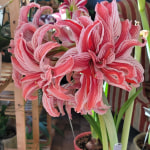 k van bourgondien promo code