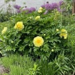 k van bourgondien promo code