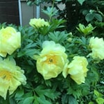 k van bourgondien promo code