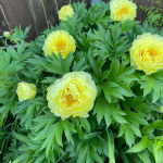 k van bourgondien promo code