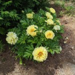 k van bourgondien promo code