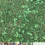 Ortho Weed-B-Gon 16 Oz. Concentrate Chickweed, Clover ...