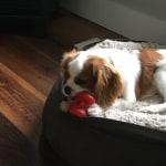 Starmark Everlasting Treat Bento Ball Dog Chew Toy — Concord Pet Foods &  Supplies