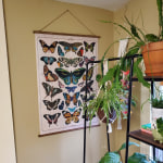 Large Butterfly Scroll Linen Wall Hanging Vintage Scientific Nature Art Decor NE 