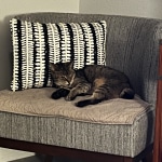 Jaden chair best sale world market