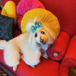 View Gallery Image #8