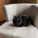 Jaden chair online world market
