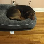 Beautyrest Pet Beds  Ultra Plush Cuddler