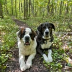 Om select store blend dog food