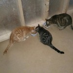 View Gallery Image #11