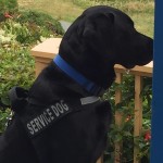 nutrisource large breed lamb