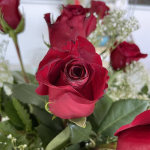 Rose Elegance™ Premium Long Stem Red Roses | 1800Flowers.com