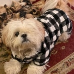 fromm turkey pumpkin