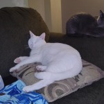 View Gallery Image #7