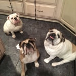 fromm salmon tunalini