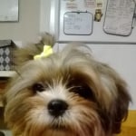 Bjs cesar dog food store