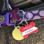 Shutterfly deals pet tags