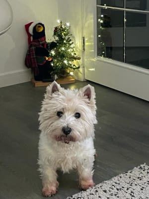 Wisdom dog toothbrush sale